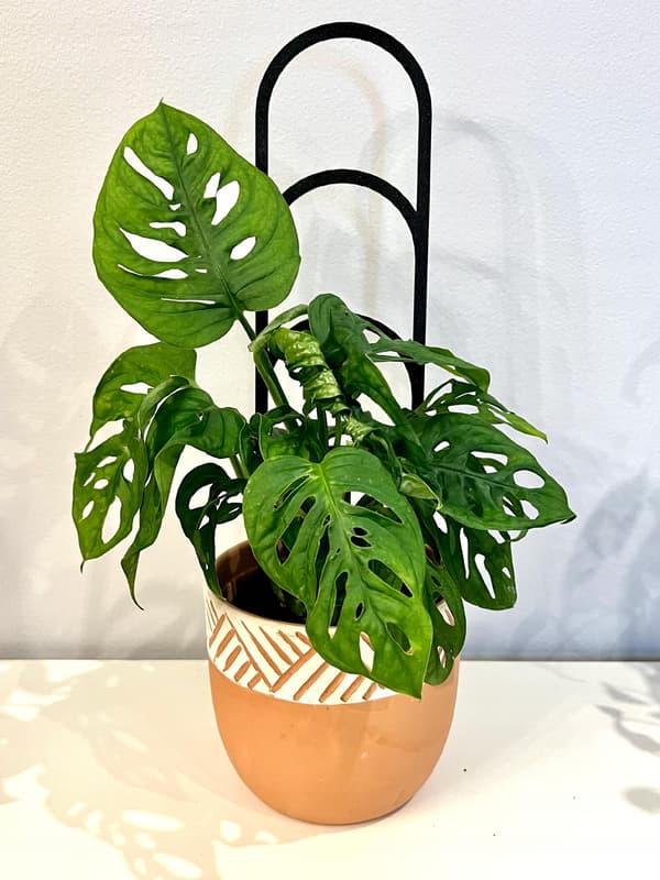 Stöd för klätterväxter Stöd för klätterblommor Pergolastege 38 cm