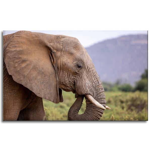 Lærredstryk Dyr Elefant nærbillede 80x50 cm