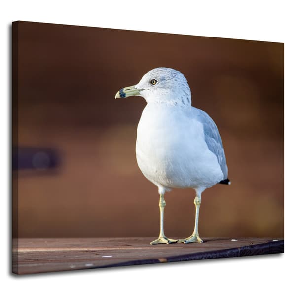 Lærredstryk Dyr Hvid Måge 100x80 cm