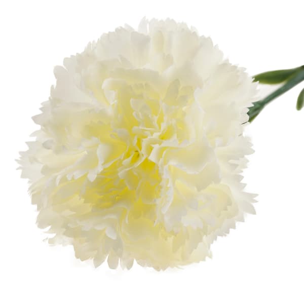 CV22527-1 NÄLIKA ENBLOMMIG VIT VACKER