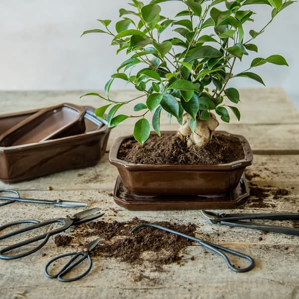 Bonsai havesaks