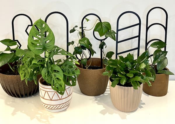Stöd för klätterväxter Stöd för klätterblommor Pergolastege 38 cm