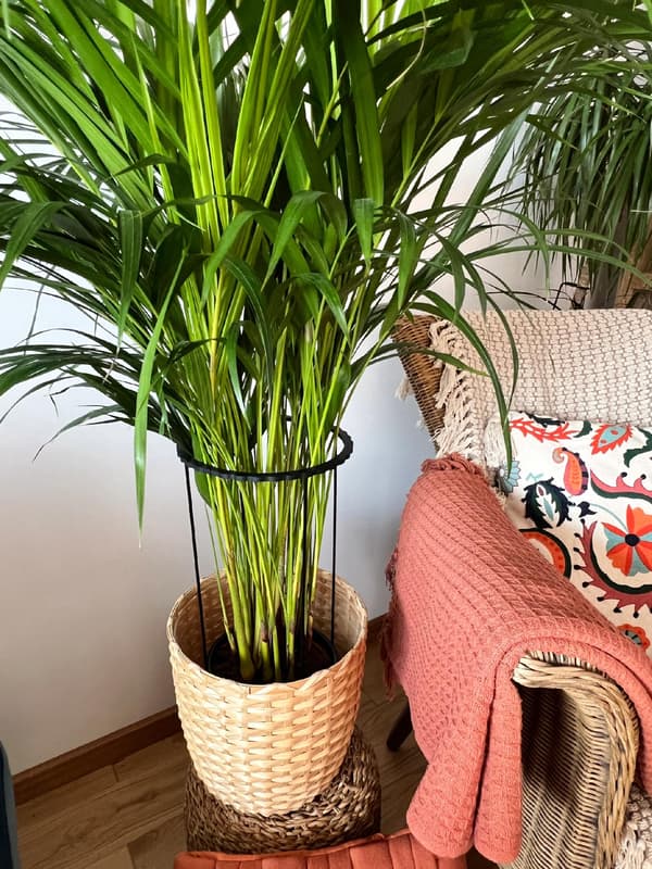 Støttering til blomsterplanter Klemmestøttering 2 i 1 L 50 cm