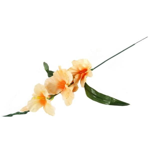 LAKS GLADIOLA 55 cm