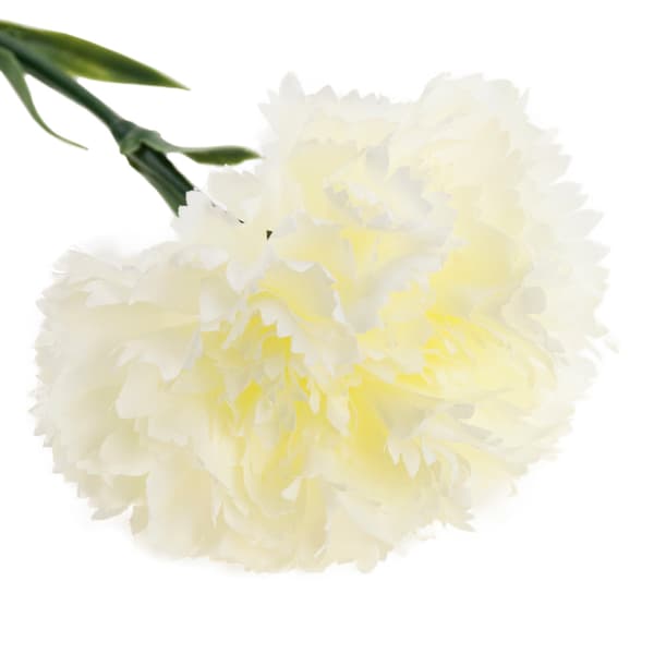 CV22527-1 NÄLIKA ENBLOMMIG VIT VACKER