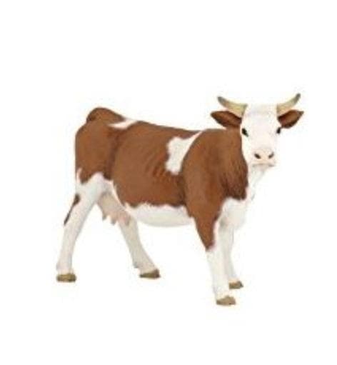 Simmental-lehmä