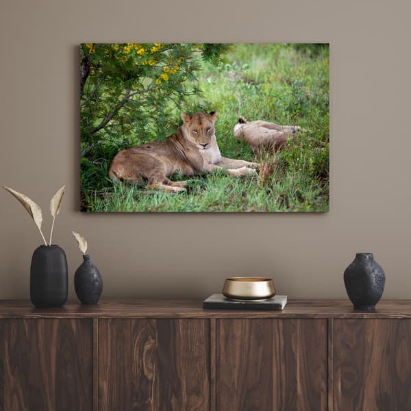Lærredstryk Dyr Løvinder 120x70 cm