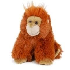 Orangi 13 cm