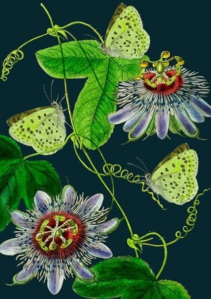 B6-kort med kuvert Passiflora på natten