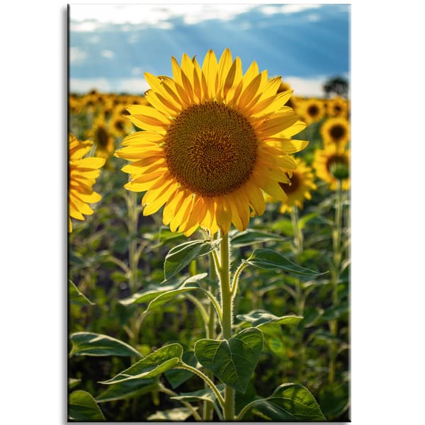 Canvastavla Botanik Solrosfält 40x60