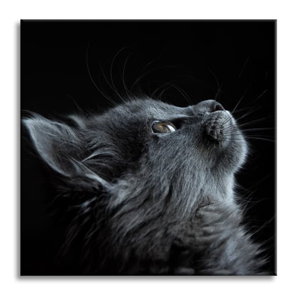 Lærredstryk Dyr Kat 40x40 cm
