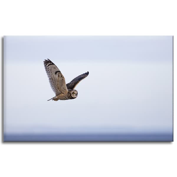 Lærredstryk Dyr Ugle i flugt 80x50 cm