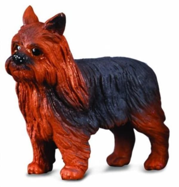 Yorkshirenterrieri koira