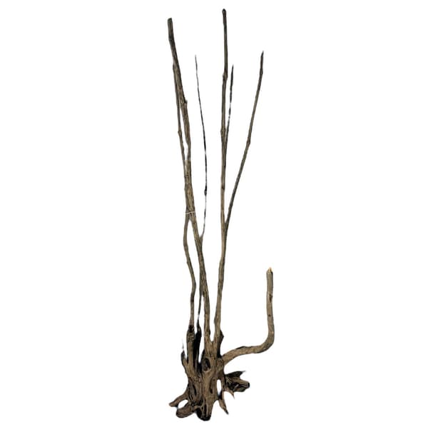 PROGROW JÄTTE TRÄ 1,5-2M 1KG