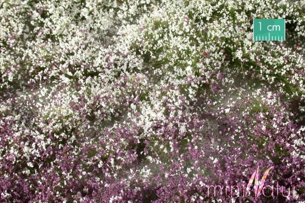 SIL726-33S Tuft Tidig Höstblommande Växt
