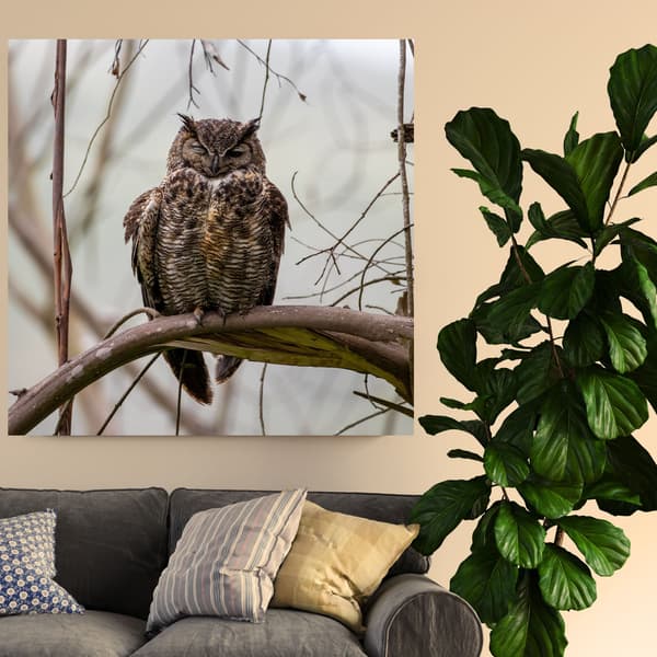 Lærredstryk Dyr Sovende Ugle 90x90 cm