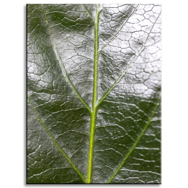Canvastavla Botanik Ormbunkeblad 30x40 cm
