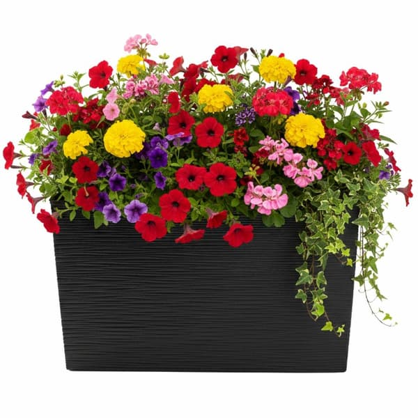 Bloom Riflo urtepotte sort h36,2x56,1 cm