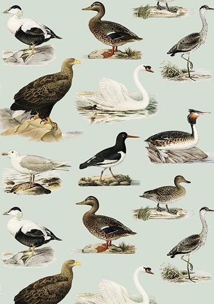 ST408 B6 kort + Birds kuvert