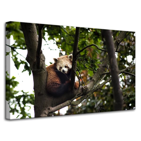 Lærredstryk Dyr Rød Panda 80x50 cm