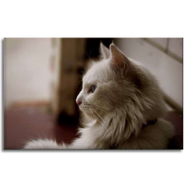 Canvastavla Djur Vit katt 80x50 cm