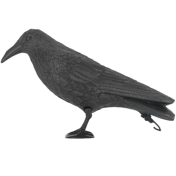 Kråka fågel skrämma