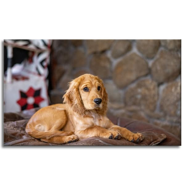 Lærredstryk Dyr Cocker Dog 100x60 cm