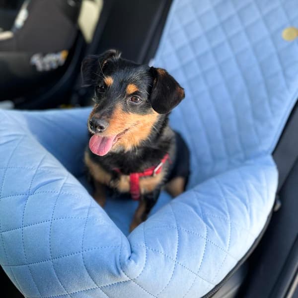 Babyblå autostol til hund