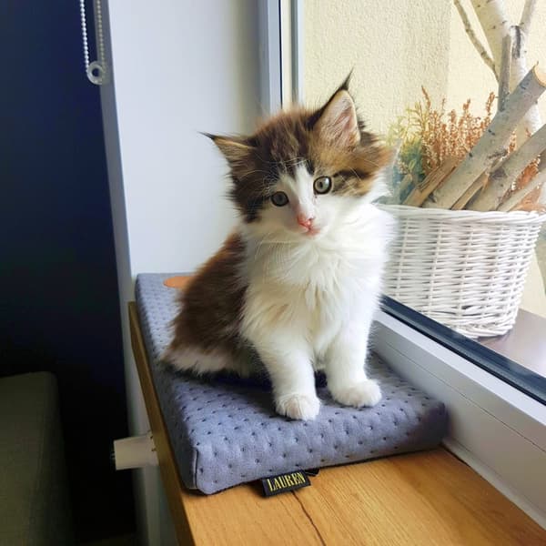 CLEO-ikkunalauta, harmaa, 70 x 20 x 3 cm