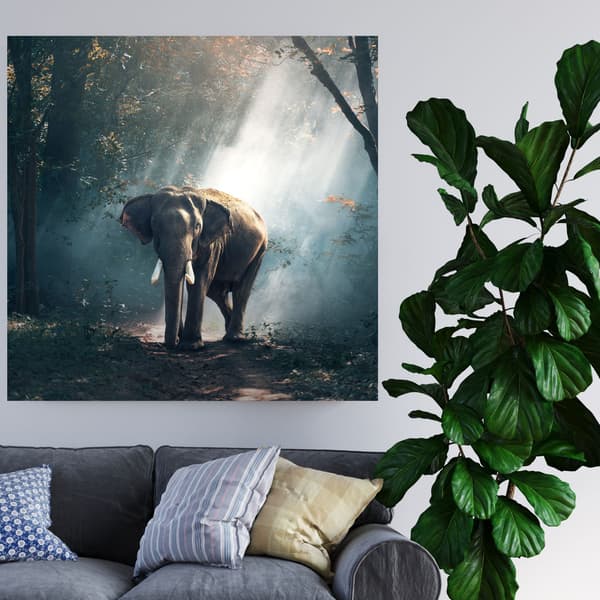 Canvastavla Djur Elefant 60x60 cm