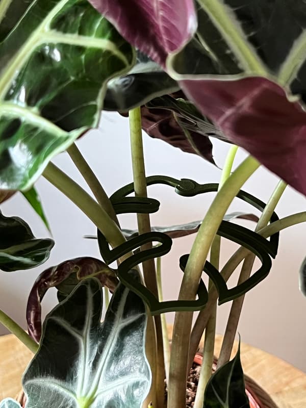 Stöd för växter och blommor MONSTERA STRONG Stödgreppspänne M 15 cm