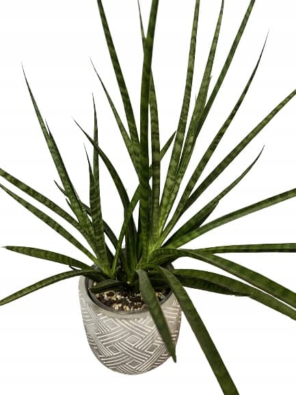 Stödring för blomväxter, klämma, stödring M 50x21cm