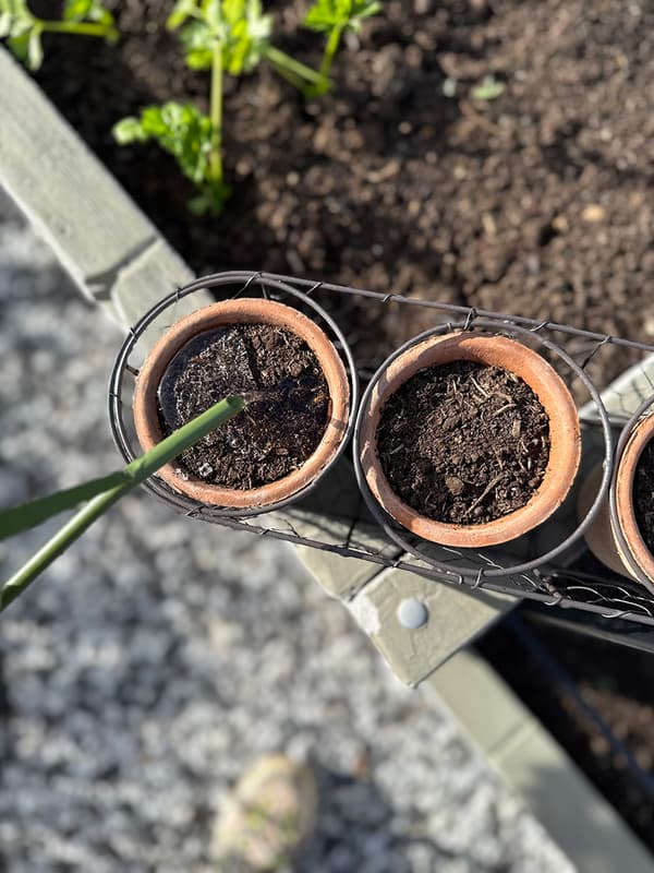 Set med rustika terrakottaplanter