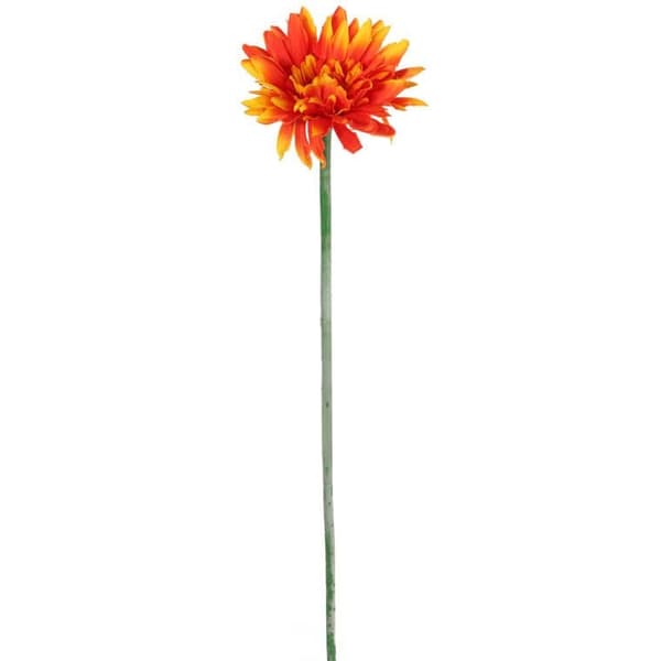 GERBERA ENKELTBLOMST ORANGE III