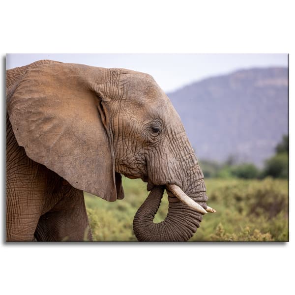 Lærredstryk Dyr Elefant nærbillede 90x60 cm