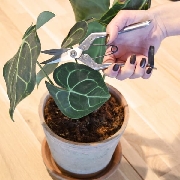 Saks til pleje af stueplanter