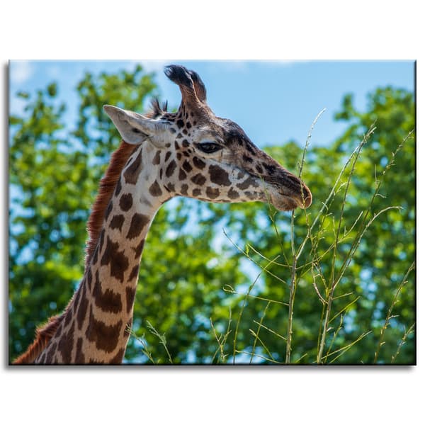 Canvastavla Djur Giraff 40x30 cm
