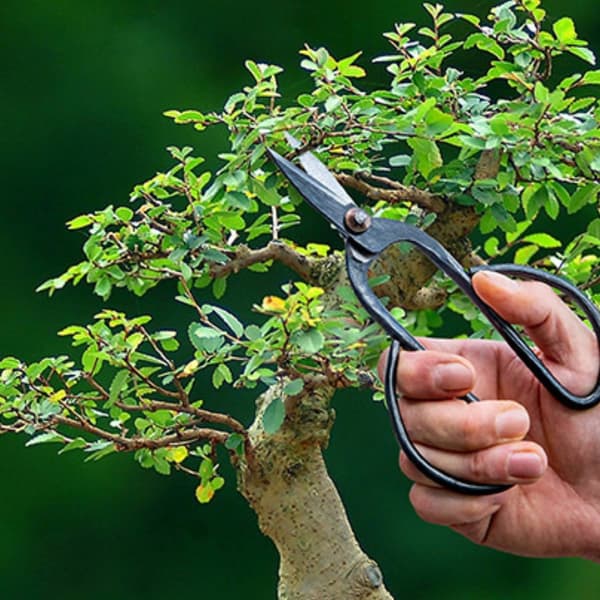 Bonsai-oksasakset