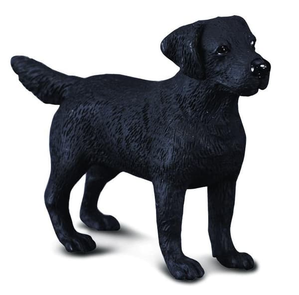 Labrador hund