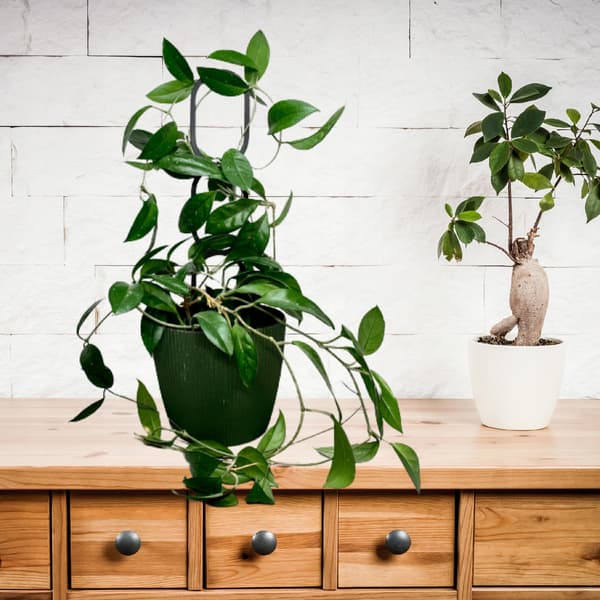 Stöd för klätterväxter Stöd för klätterblommor Pergolastege L 40 cm