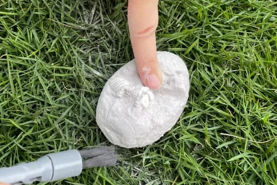 DINOSAURÆG FOSSIL 6 MØNSTRE