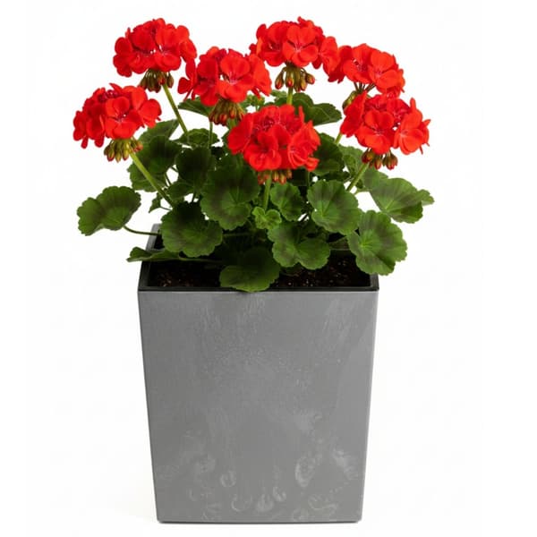 Set med stora moderna blomkrukor grå betong 3 st