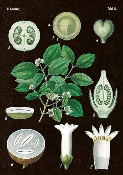 ST269 B6-kort + Amelanchier-kuvert