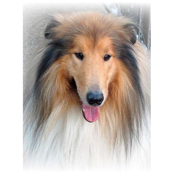 5D diamantmosaik - Lassie 40x30cm