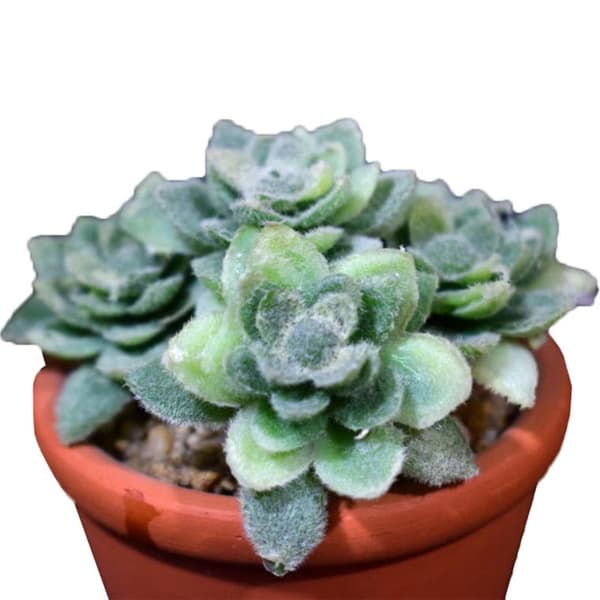 Grøn mini-succulent i 8 cm kruka med tegeleffekt
