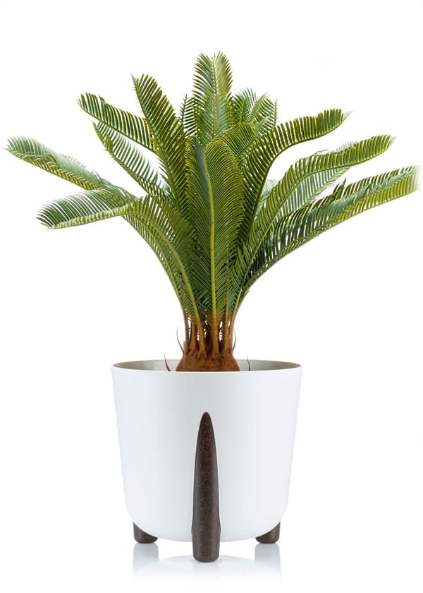 Mosskruka vit 30xh28 cm