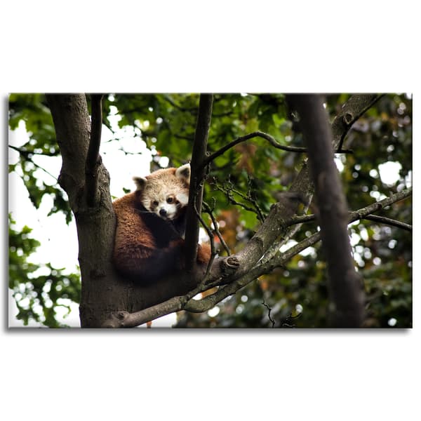 Canvastaulu Eläimet Punainen Panda 120x70