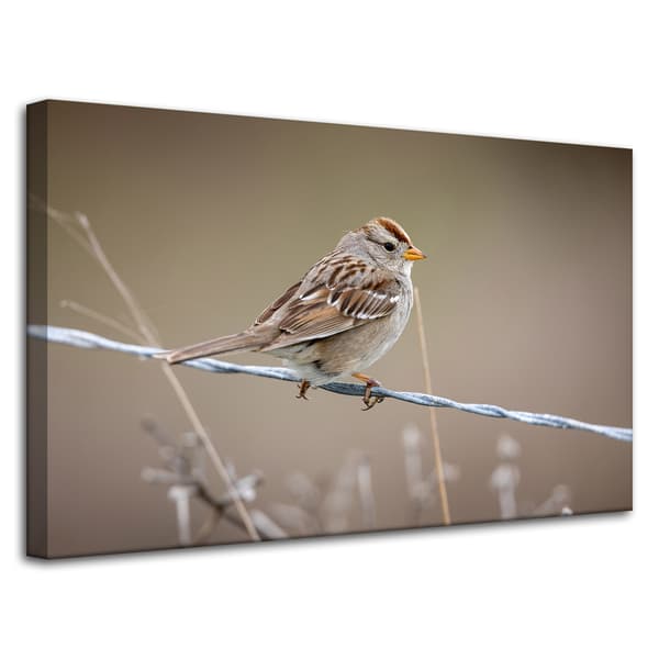 Lærredstryk Dyr Spurv 80x50 cm