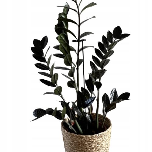 Støttering til blomsterplanter Klemme Støttering S 60x5 cm