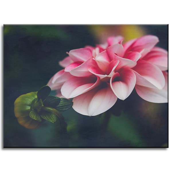 Lærredstryk Botanisk lyserød dahlia 40x30 cm